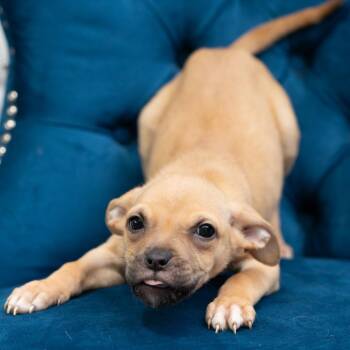 Pit Bull Terrier Dogs Available for Adoption in Zionsville, Indiana - Lisa | PetCurious