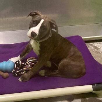 Baretta -  Labrador Retriever and Pit Bull Terrier Dog for Adoption in Spokane, Washington - Baretta | PetCurious