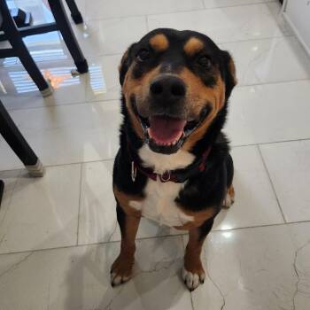Saro -  Rottweiler Dog for Adoption in Pflugerville, Texas - Saro | PetCurious