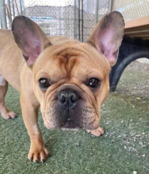Rescue French Bulldog Dogs for Adoption in Woodland, California - ZEUS | PetCurious