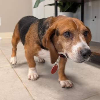 Ringo -  Beagle Dog for Adoption in Nowata, Oklahoma - Ringo | PetCurious