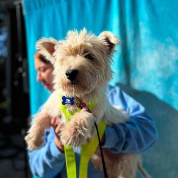 Jordan -  West Highland White Terrier Westie Dog for Adoption in Campton Hills, Illinois - Jordan | PetCurious