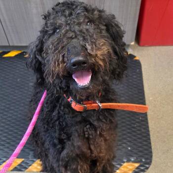 Standard Poodle Dogs Available for Adoption in Council Bluffs, Iowa - Fozzy | PetCurious