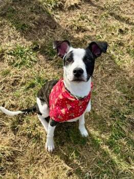 German Pinscher and Labrador Retriever Dogs Available for Adoption - Panda | PetCurious