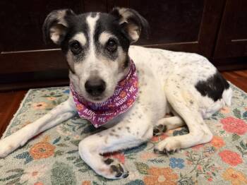 Australian Cattle Dog Blue Heeler Dogs Available for Adoption in Whitewater, Wisconsin - Sunny | PetCurious