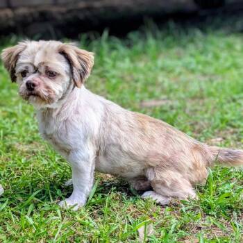 Shih Tzu Dogs Available for Adoption in Houston, Texas - Harley Ray | PetCurious