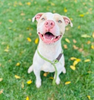 Rescue Mixed Breed Dogs for Adoption in West Chester, Pennsylvania - Weezer (Sam) | PetCurious