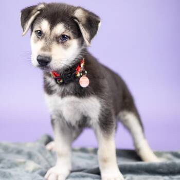 Yancy -  Mixed Breed Dog for Adoption in Portland, Oregon - Yancy | PetCurious