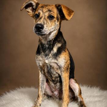 Leon Kennedy -  Mixed Breed Dog for Adoption in Binghamton, New York - Leon Kennedy | PetCurious