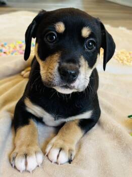 Terrier and Hound Dogs Available for Adoption - Sprout The Mixed Breed Puppy!  | PetCurious