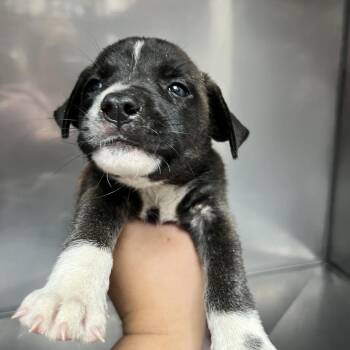 Pepper -  Australian Shepherd Dog for Adoption in Parrish, Alabama - Pepper | PetCurious