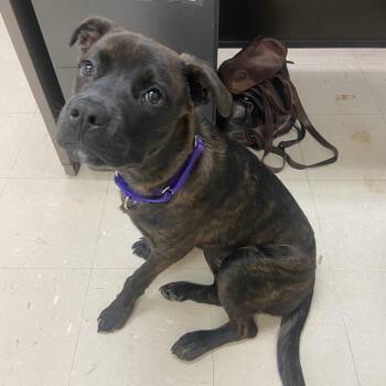 Anita Home -  Mixed Breed Dog for Adoption in Pittsburgh, Pennsylvania - Anita Home | PetCurious