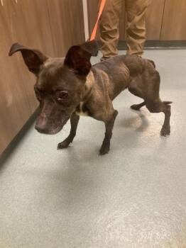 ETHEL -  Hound and Mixed Breed Dog for Adoption in Baytown, Texas - ETHEL | PetCurious