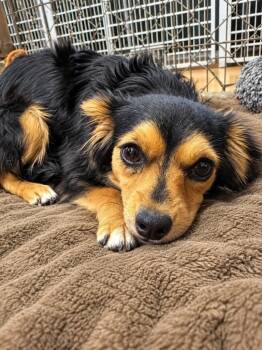 Janice -  Chihuahua and Pomeranian Dog for Adoption in Thayne, Wyoming - Janice | PetCurious
