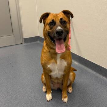 Pumpkin -  Mixed Breed Dog for Adoption in Saint Joseph, Missouri - Pumpkin | PetCurious