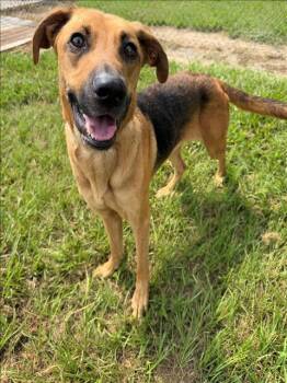 PENELOPE -  German Shepherd Dog and Labrador Retriever Dog for Adoption in Conroe, Texas - PENELOPE | PetCurious