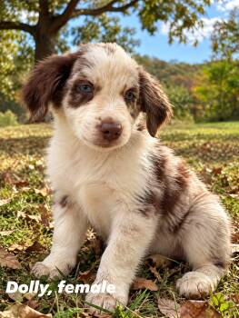 Dolly -  Australian Shepherd and Border Collie Dog for Adoption in Byrdstown, Tennessee - Dolly | PetCurious