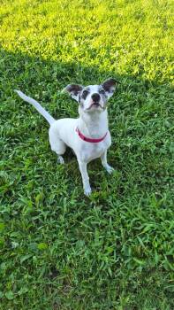 Sassy -  Jack Russell Terrier Dog for Adoption in Indiana, Pennsylvania - Sassy | PetCurious