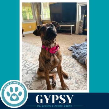 Gypsy 101726 -  Boxer Dog for Adoption in Kimberton, Pennsylvania - Gypsy 101726 | PetCurious
