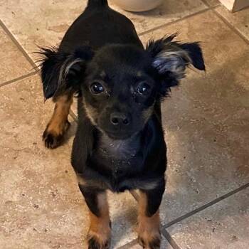 Pickle -  Chihuahua Dog for Adoption in Bentonville, Arkansas - Pickle | PetCurious