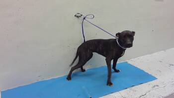 Staffordshire Bull Terrier and Mixed Breed Dogs Available for Adoption in Houston, Texas - A2067352 | PetCurious