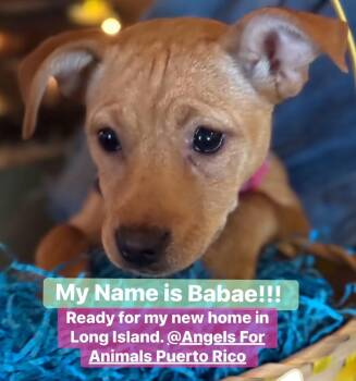 Mixed Breed Dogs Available for Adoption - Babae | PetCurious
