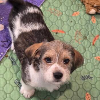 Alto Al -  Beagle and Mixed Breed Dog for Adoption in Fredericksburg, Virginia - Alto Al | PetCurious