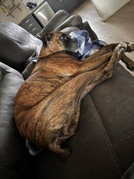 Gypse Rose -  Boxer Dog for Adoption in Hewitt, Texas - Gypse Rose | PetCurious