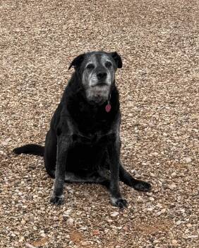 Ray -  Labrador Retriever Dog for Adoption in Hot Springs, South Dakota - Ray | PetCurious