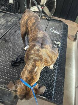 American Bulldog Dogs Available for Adoption in Hobbs, New Mexico - Sissy | PetCurious