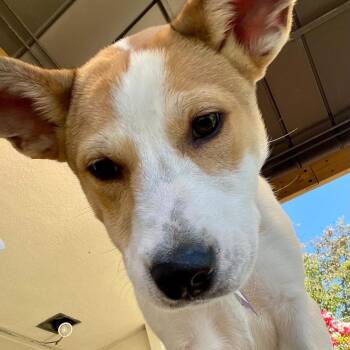 Galleta -  Mixed Breed Dog for Adoption in San Francisco, California - Galleta | PetCurious