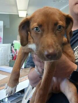 Leon -  Labrador Retriever and Mixed Breed Dog for Adoption in West Memphis, Arkansas - Leon | PetCurious