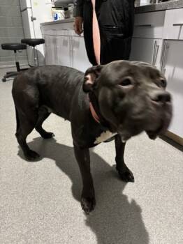 Rescue Pit Bull Terrier and Mixed Breed Dogs for Adoption in West Chester, Pennsylvania - Blink | PetCurious