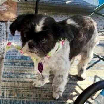 Shih Tzu Dogs Available for Adoption in Hurricane, Utah - Gigi | PetCurious