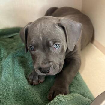 50 Shades -  Pit Bull Terrier Dog for Adoption in Northbrook, Illinois - 50 Shades | PetCurious