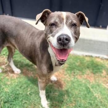 Eleanor -  Pit Bull Terrier and Mixed Breed Dog Available for Adoption in Concord, North Carolina - Eleanor | PetCurious