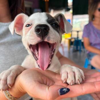 Nugget -  Mixed Breed Dog for Adoption in Otisfield, Maine - Nugget | PetCurious