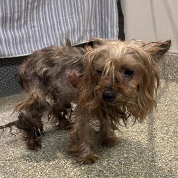 IVHS-Stray-139367 -  Yorkshire Terrier Dog for Adoption in San Gabriel, California - IVHS-Stray-139367 | PetCurious