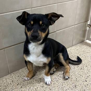 Corgi and Chihuahua Dogs Available for Adoption - Prince | PetCurious