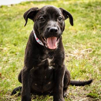 Hilda -  American Staffordshire Terrier Dog for Adoption in Martinez, California - Hilda | PetCurious