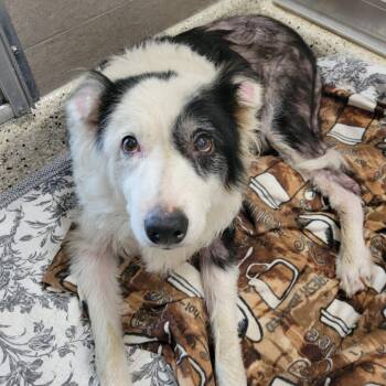 Messi -  Border Collie and Mixed Breed Dog for Adoption in Nashville, Indiana - Messi | PetCurious