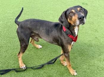 Klaxon -  Coonhound Dog for Adoption in Downers Grove, Illinois - Klaxon | PetCurious