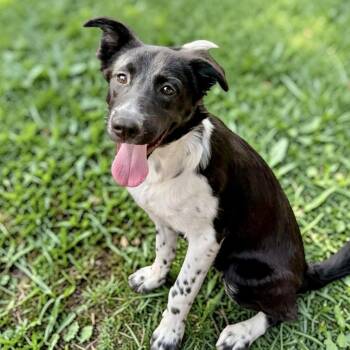 Border Collie Dogs Available for Adoption in Austin, Texas - Ram | PetCurious