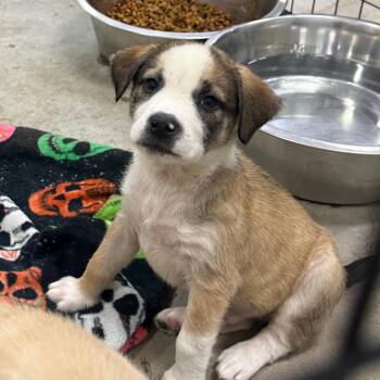 Cobalt -  Mixed Breed Dog for Adoption in Morristown, Vermont - Cobalt | PetCurious