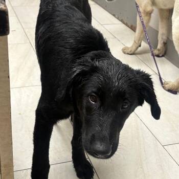 Gidget -  Labrador Retriever Dog for Adoption in Lufkin, Texas - Gidget | PetCurious