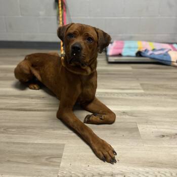 Rescue Cane Corso and Rhodesian Ridgeback Dogs for Adoption in St. Louis, Missouri - Biscoff | PetCurious
