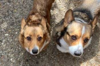 Pembroke Welsh Corgi Dogs Available for Adoption in Dalworthington Gardens, Texas - Maggie | PetCurious