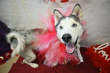 Siberian Husky and Mixed Breed Dogs Available for Adoption in Decatur, Illinois - SADIE | PetCurious