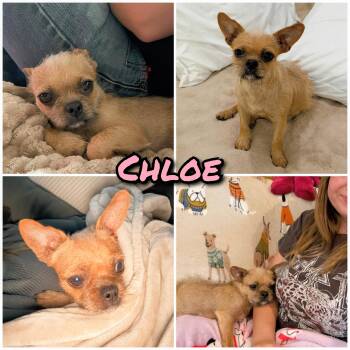 Chloe -  Chihuahua Dog for Adoption in Bastrop, Texas - Chloe | PetCurious
