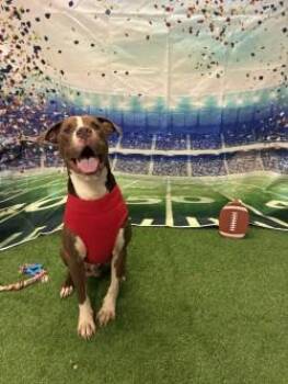 Blaze -  Pit Bull Terrier Dog for Adoption in Woodbine, Georgia - Blaze | PetCurious
